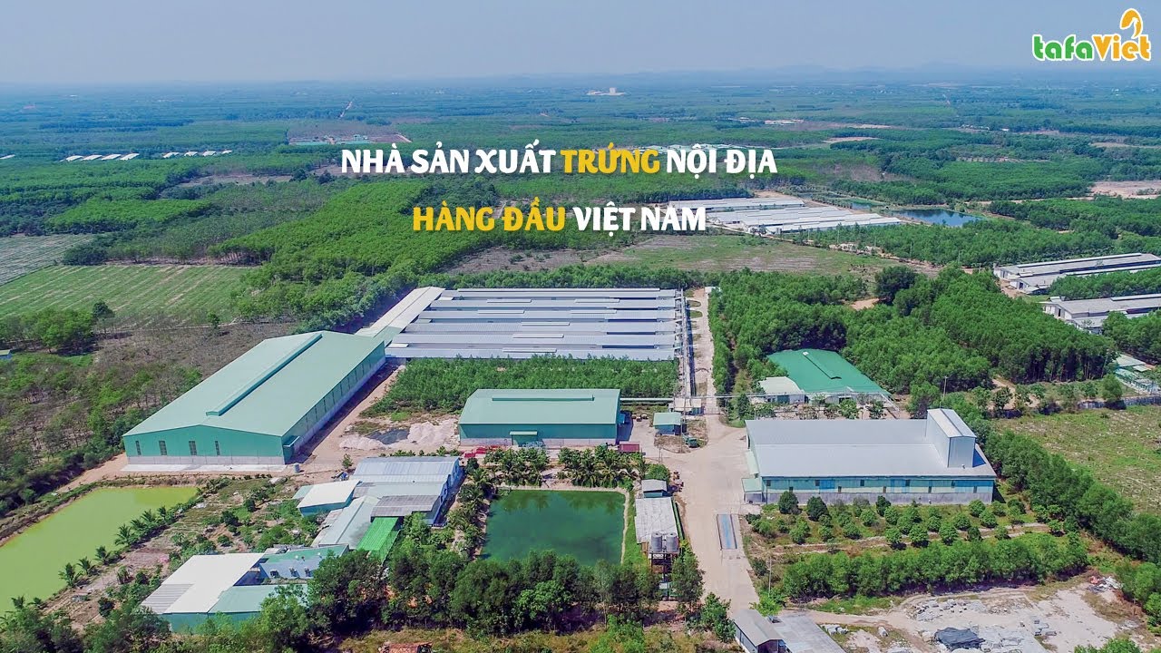 Công ty Tafa Việt mang đến cho người tiêu dùng Việt nguồn trứng gà và thịt gà sạch